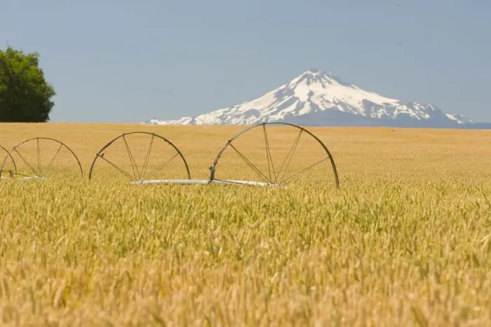 Framed Print : Wheatfield near Harvest Time in Summer, Mt. Jefferson behind, near Redmond, Eastern Oregon Framed Print : Wheatfield near Harvest Time in Summer, Mt. Jefferson behind, near Redmond, Eastern Oregon