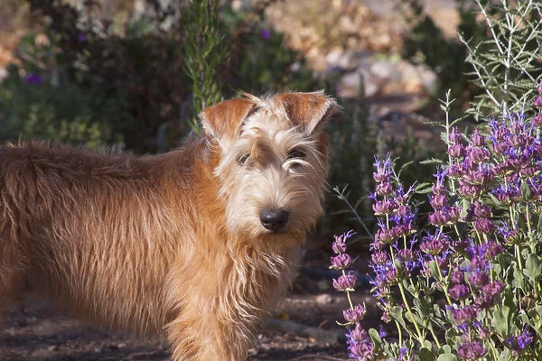 Wheaton terrier puppy standing by flowers (PR)