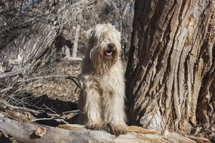 Framed Print : Wheaton terrier sitting next to a Cottonwood Tree (PR)