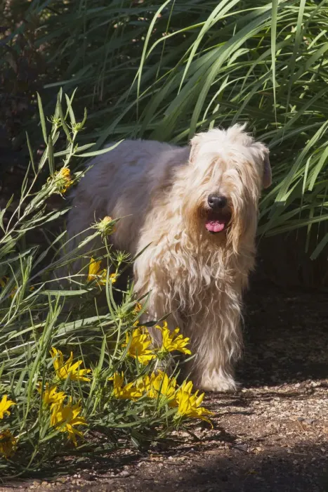 Framed Print : Wheaton terrier sitting in flower garden (PR) Framed Print : Wheaton terrier sitting in flower garden (PR)