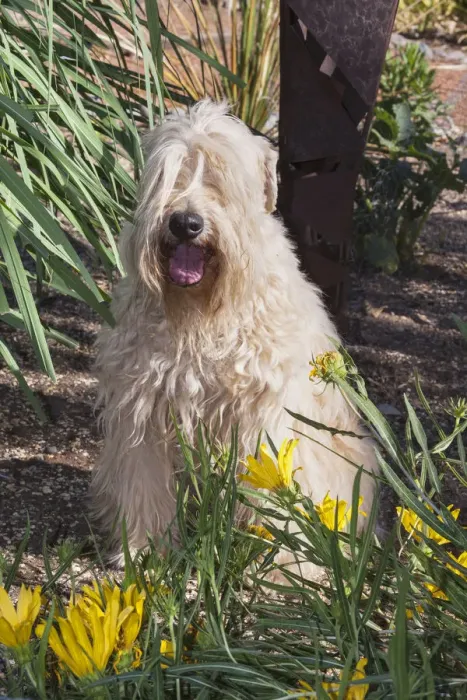 Framed Print : Wheaton terrier sitting in flower garden (PR) Framed Print : Wheaton terrier sitting in flower garden (PR)