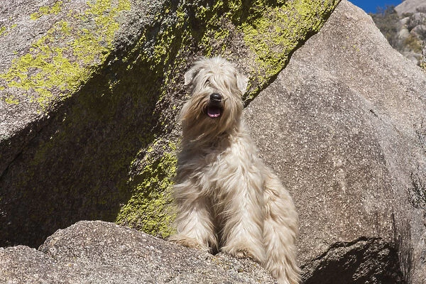 Wheaton terrier standing on a boulder (PR)