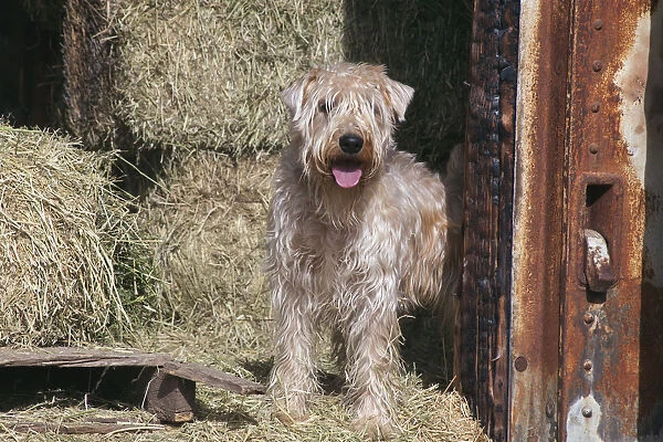 Wheaton terrier standing by hay bales (PR)