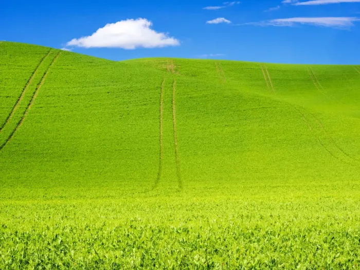 Framed Print : Wheel Patterns in Spring pea fields
