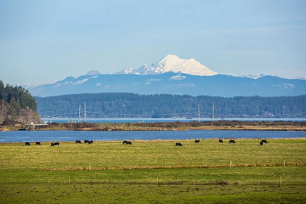 Whidbey Island, Washington State. Snowcapped Mount Baker, the Puget Sound, black cows