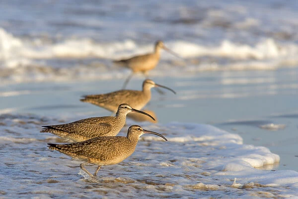 Whimbrel shorebirds (Numenius phaeopus) foraging along the waters edge of the Pacific