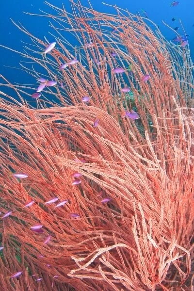Whip Coral & Fairy Basslets (Pseudanthias tuka) Milne Bay, Papua New Guinea