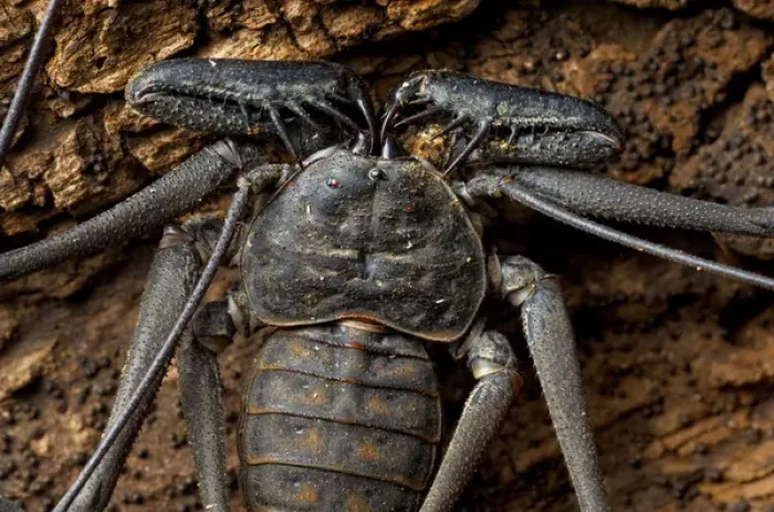 Framed Print : Whip Spider Or Tailess Whip Scorpion, Costa Rica, Central America Framed Print : Whip Spider Or Tailess Whip Scorpion, Costa Rica, Central America