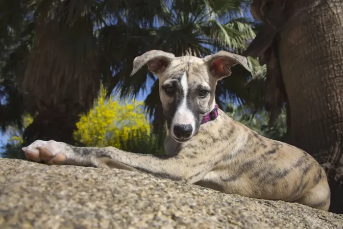 Framed Print : Whippet Puppy