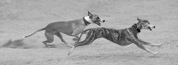 Whippets in motion