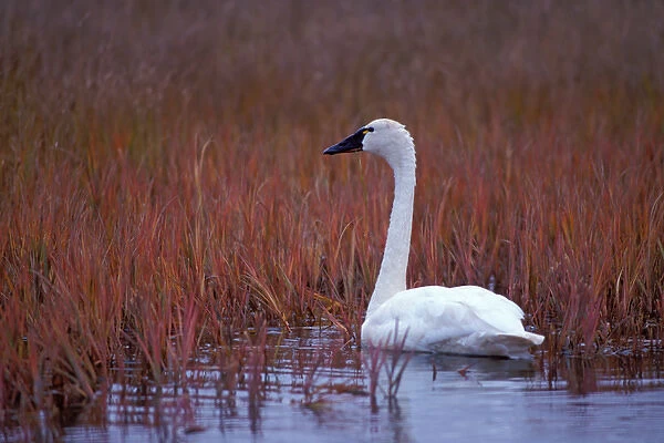 whistling swan, Cygnus columbianus, feeding on aquatic plants, 1002 coastal plain