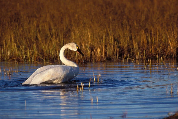 whistling swan, Cygnus columbianus, on the 1002 coastal plain of the Arctic National