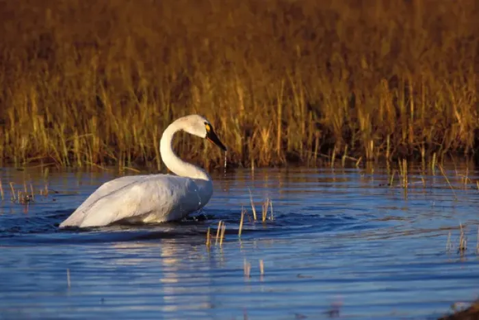 Framed Print : whistling swan, Cygnus columbianus, on the 1002 coastal plain of the Arctic National