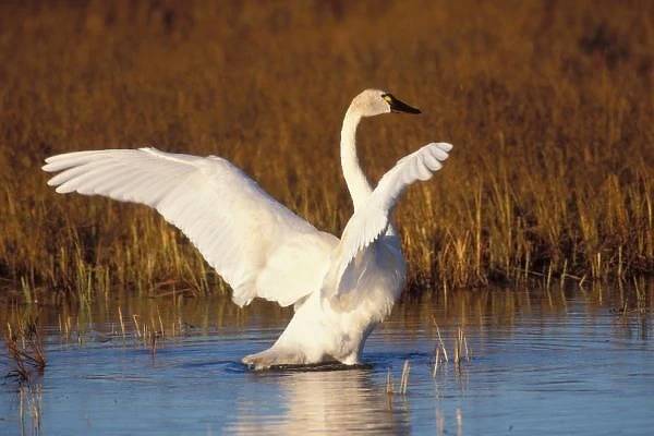 whistling swan, Cygnus columbianus, stretching its wings on the 1002 coastal plain