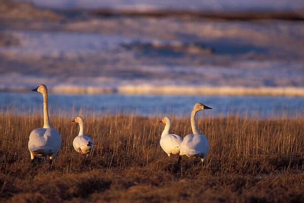 whistling swan, Cygnus columbianus, and snow geese, Chen caerulescens, along the