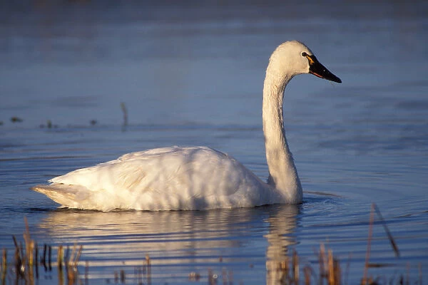 whistling swan, Cygnus columbianus, or tundra swan, swimming in the 1002 coastal
