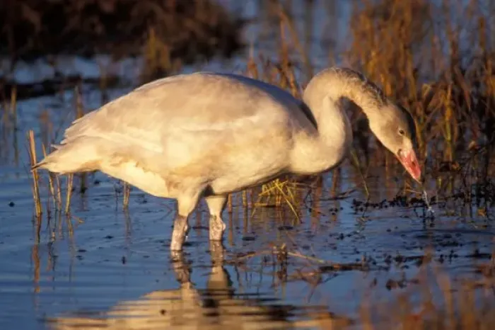 Framed Print : Whistling swan juvenile eating roots, 1002 coastal plain, Arctic National Wildlife Refuge