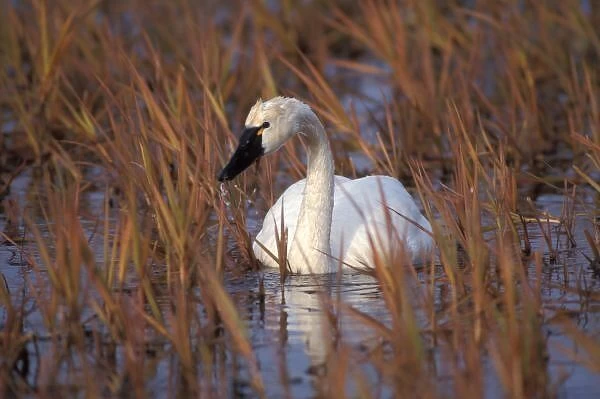 Whistling swan swimming in a pond, 1002 Coastal Plain of the Arctic National Wildlife Refuge