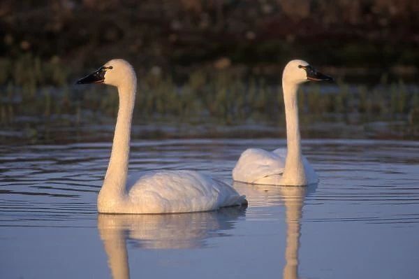 Whistling swan or tundra swan, swimming in the 1002 coastal plain of the Arctic National