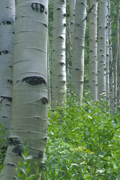 Framed Print : White aspen trunks in forest