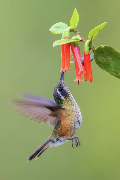 Framed Print : White-bellied woodstar going in for some nectar, in the mountains of Peru Framed Print : White-bellied woodstar going in for some nectar, in the mountains of Peru