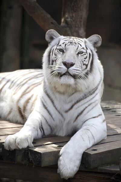 One of two white Bengal tigers at the Audubon Zoo, New Orleans, Louisanna