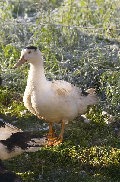 White and black ducks at a duck farm, kept outdoors for grazing before the final