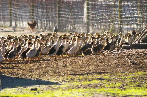White and black ducks at a duck farm, kept outdoors for grazing before the final