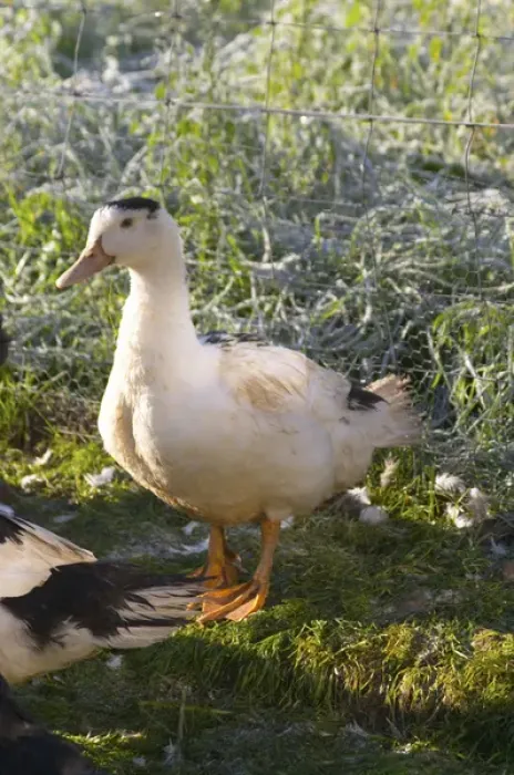 Framed Print : White and black ducks at a duck farm, kept outdoors for grazing before the final