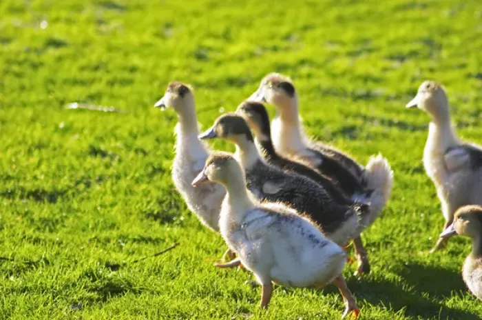 Framed Print : White and black ducks at a duck farm, kept outdoors for grazing before the final Framed Print : White and black ducks at a duck farm, kept outdoors for grazing before the final
