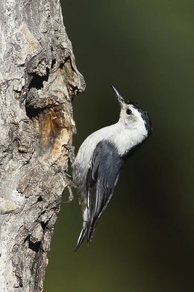 White-breasted Nuthatch, Sitta carolinensis, adult male at nesting cavity in aspen tree