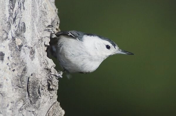 White-breasted Nuthatch, Sitta carolinensis, adult male on aspen tree, Rocky Mountain National Park