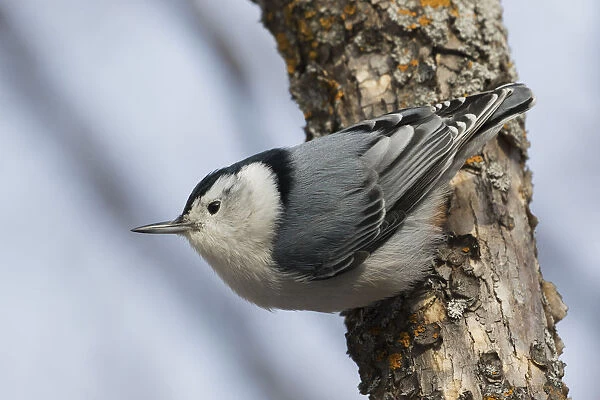 White-breasted Nuthatch surviving Winter