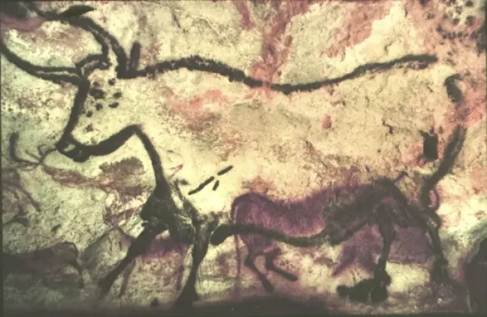 Framed Print : White Bull, Prehistoric Cave Painting, Lascaux. l France Framed Print : White Bull, Prehistoric Cave Painting, Lascaux. l France