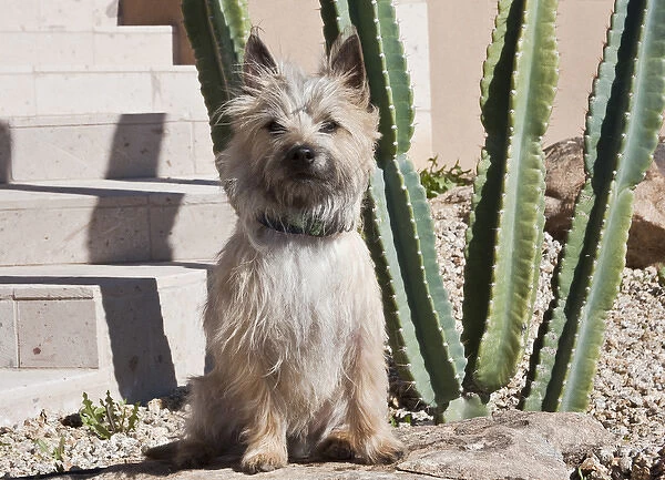 A white Cairn Terrier sitting next to a cactus