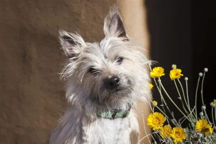 Framed Print : A white Cairn Terrier sitting next to yellow flowers