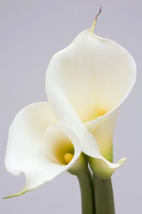Framed Print : White Calla Lilies Framed Print : White Calla Lilies