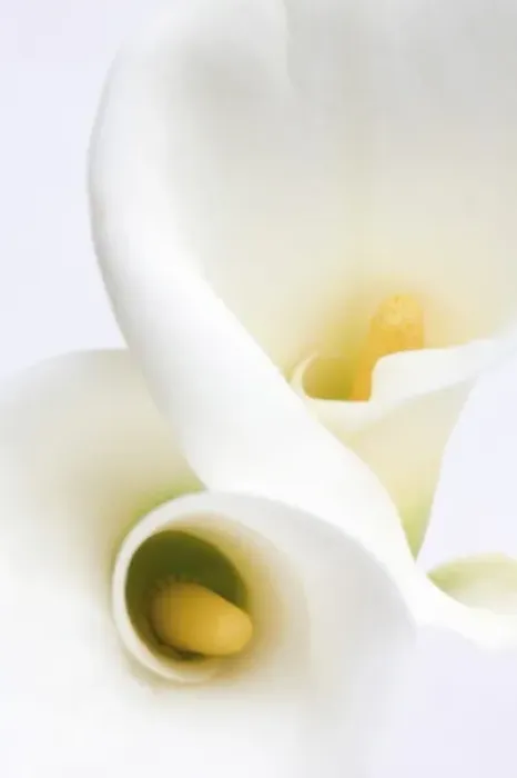 Framed Print : White Calla Lilies