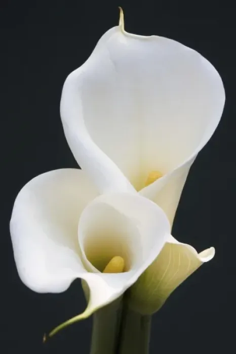 Framed Print : White Calla Lilies Framed Print : White Calla Lilies