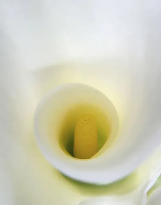 Framed Print : White Calla Lily Abstract Framed Print : White Calla Lily Abstract