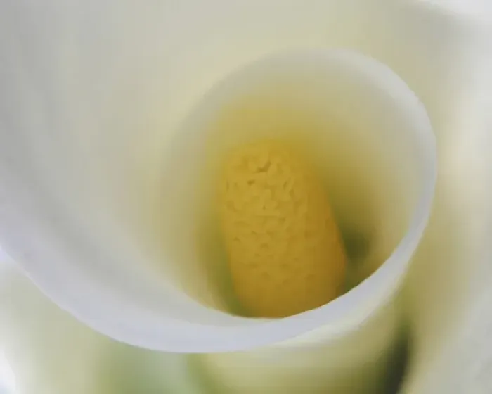 Framed Print : White Calla Lily Abstract