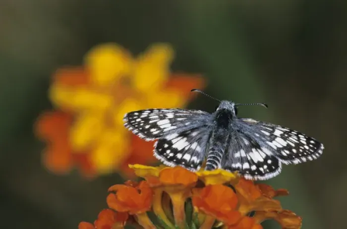 Framed Print : White Checkered Skipper, Pyrgus albescens, adult on Texas Lantana (Lantana urticoides) Framed Print : White Checkered Skipper, Pyrgus albescens, adult on Texas Lantana (Lantana urticoides)