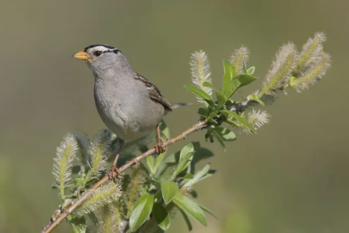 Framed Print : White-crowned sparrow, sub-arctic willow