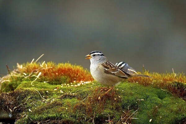 The white-crowned sparrow (Zonotrichia leucophrys) is a medium-sized sparrow native