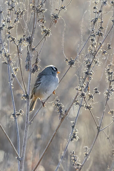 White-crowned Sparrow (Zonotrichia leucophrys), St. Charles County, Missouri