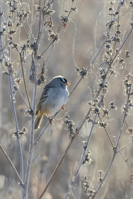 Framed Print : White-crowned Sparrow (Zonotrichia leucophrys), St. Charles County, Missouri Framed Print : White-crowned Sparrow (Zonotrichia leucophrys), St. Charles County, Missouri