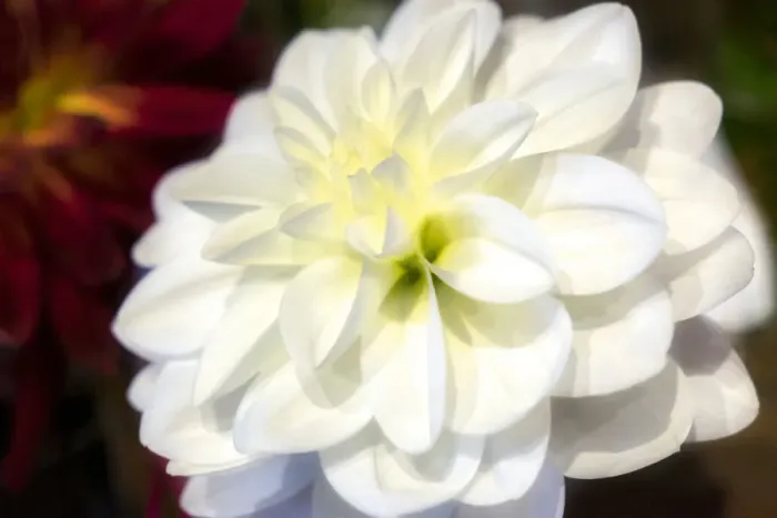 Framed Print : White dahlia, USA Framed Print : White dahlia, USA