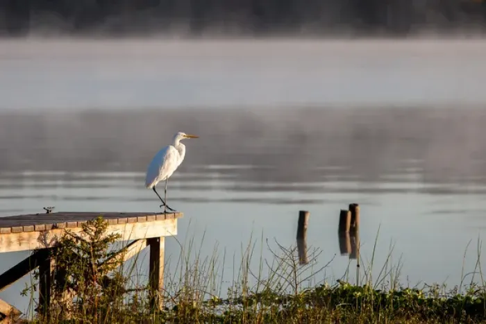 Framed Print : White Egret in foggy morning light on the St. John River in Florida