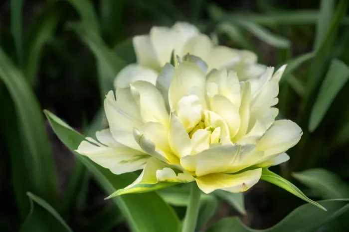 Framed Print : White Exotic Emperor tulip, USA Framed Print : White Exotic Emperor tulip, USA