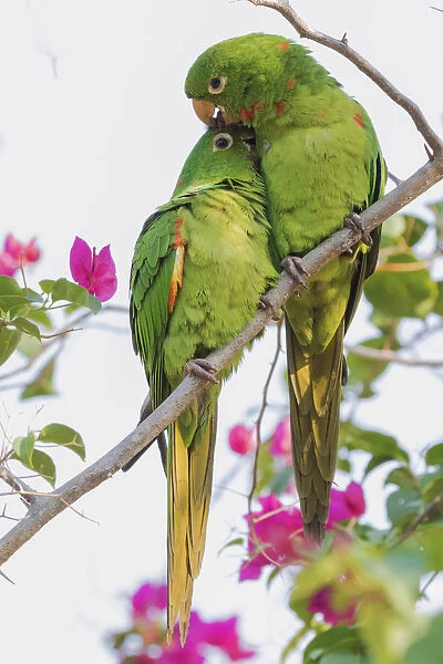 White-eyed parakeets preening one another